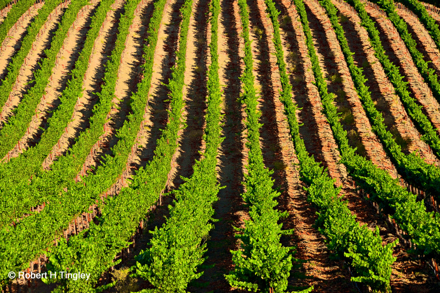 Vineyard Scene #70